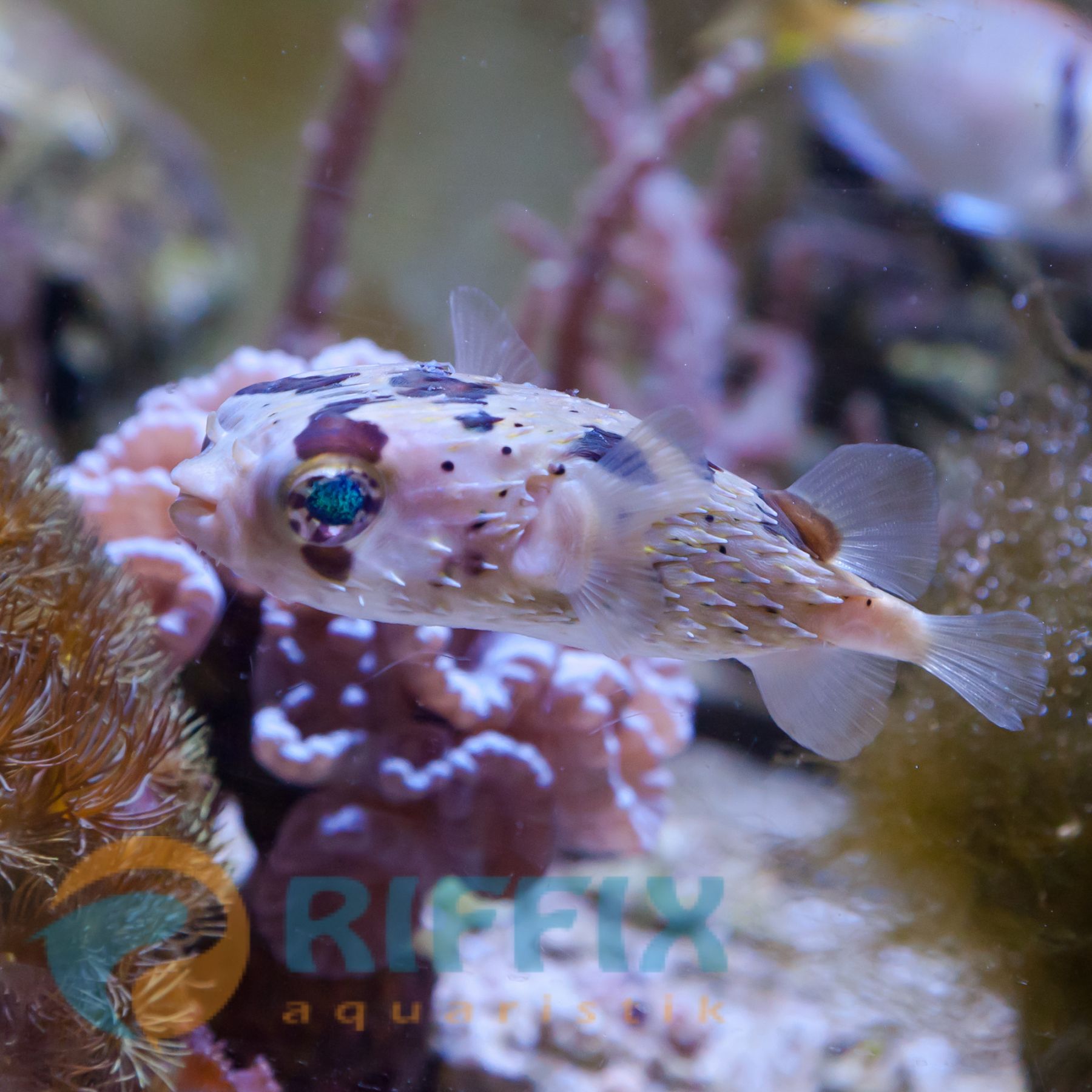 Diodon holocanthus - Langstachel-Igelfisch